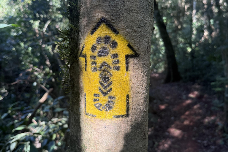 Hiking in Iguaçu National Park: A nature hike Trails in Iguaçu National Park: A hike through nature