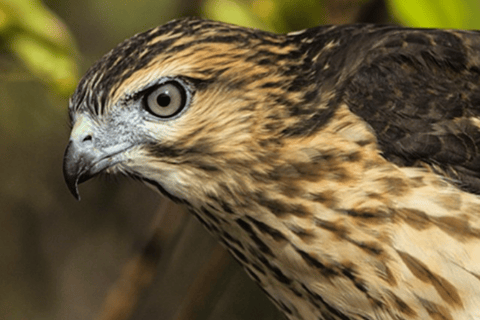 Private Birding Tour Punta Cana to Los Haitises Park