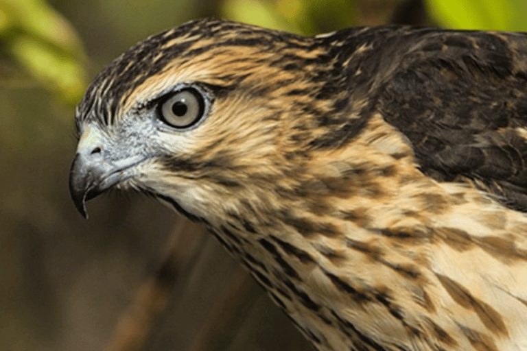 Private Birding Tour Punta Cana to Los Haitises Park