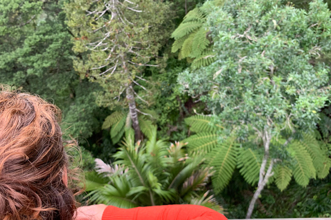 Auckland: Urban Rainforest Half-Day Small Group Walking Tour