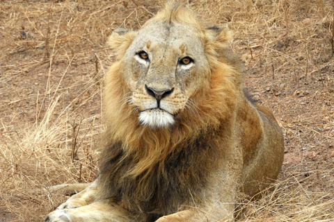 Fahrt zum Nairobi National Park