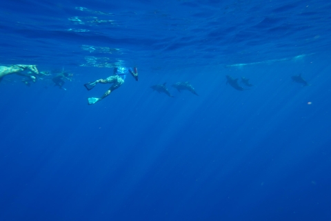 Oahu: Zwemmen met dolfijnen, schildpad snorkelen, waterglijbaan activiteitVan Honolulu: Oahu dolfijnzwem- en snorkeltrip