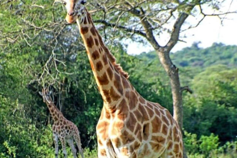 Nairobi National Park Day Game Drive.