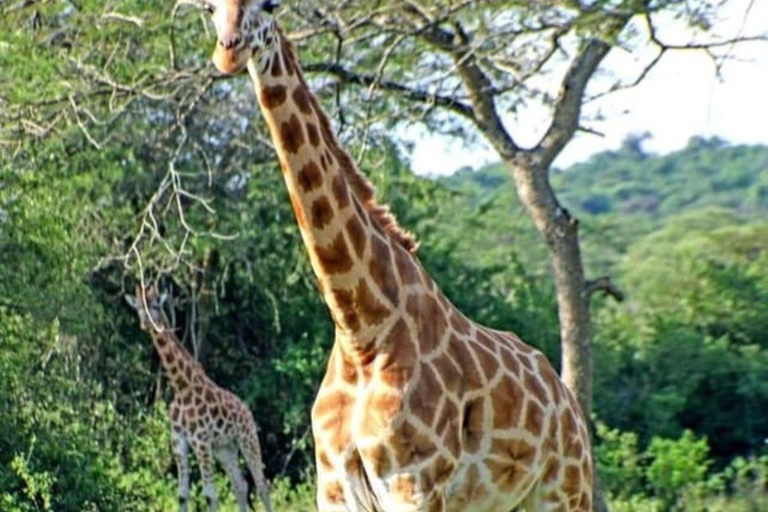 Nairobi National Park Day Game Drive.