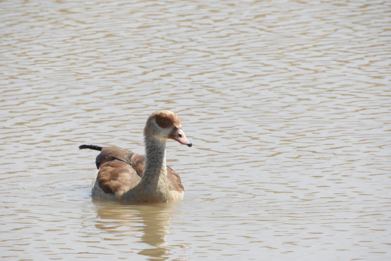 Private Nairobi National Park Drive in 4*4 landcruiser