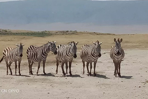 Arusha Park Memorable Safari Tour