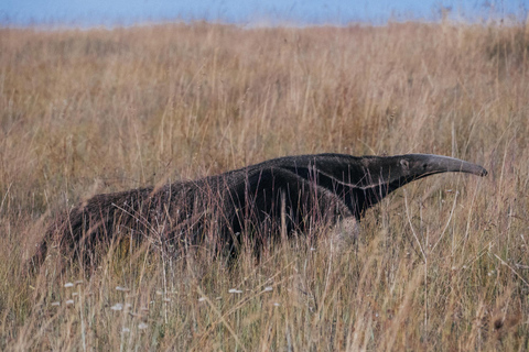 From São Paulo: 5-Day Serra da Canastra Wildlife Safari