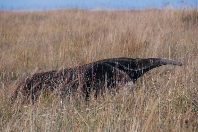 From São Paulo: 5-Day Serra da Canastra Wildlife Safari
