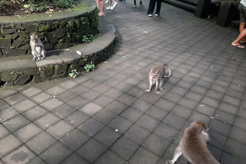 Ubud: Foresta di scimmie, terrazze di riso e cascateUbud: Foresta di scimmie, terrazza di riso e cascata