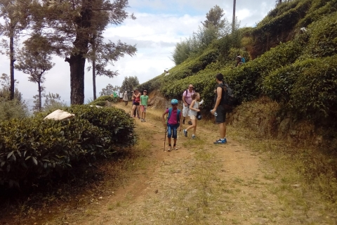 Wakacje na Sri Lance z tygodniowym trekkingiem szlakiem pekoe