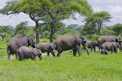 Zanzibar: 3-Day Safari to Tarangire and Ngorongoro