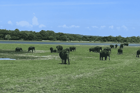 From Sigiriya: Kaudulla National Park Elephant Jeep Safari Kaudulla National Park Elephant Jeep Safari without Tickets
