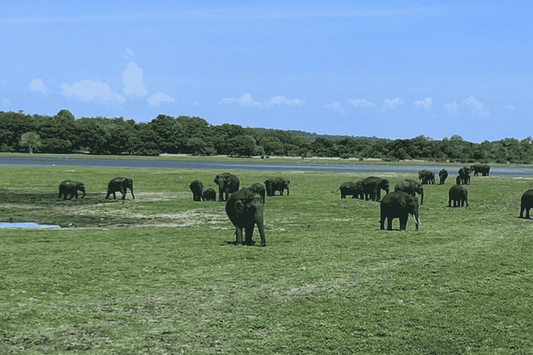 From Sigiriya: Kaudulla National Park Elephant Jeep Safari Kaudulla National Park Elephant Jeep Safari without Tickets