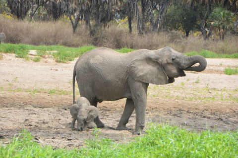 Pacote de voo de 4 dias de Zanzibar para Nyerere NP (Selous GR)