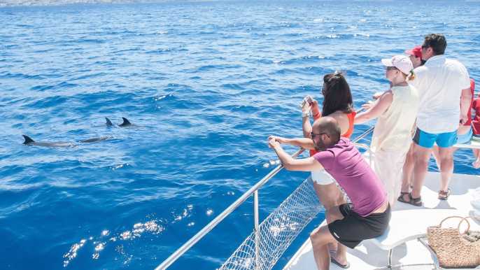 Tenerife: Whale Watching Catamaran Tour