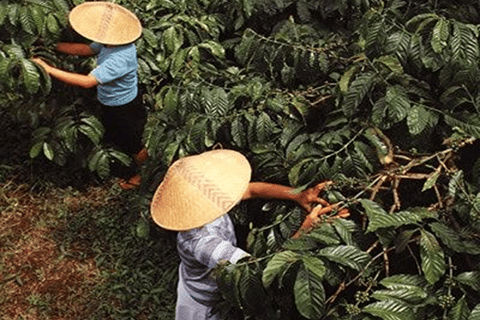 Ubud:Art Village, MonkeyForest, RiceField, & Bali Swing Tour