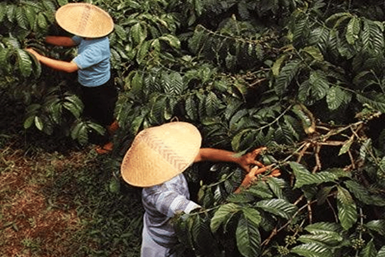 Ubud:Art Village, MonkeyForest, RiceField, & Bali Swing Tour