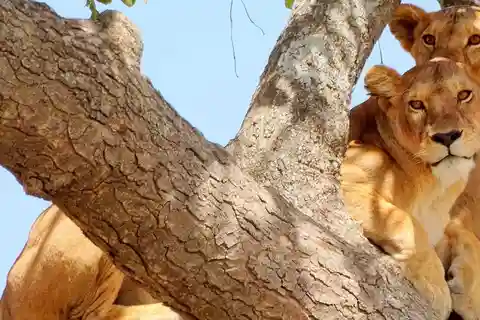Arusha: Safari de 3 dias no Serengeti e na Cratera de Ngorongoro