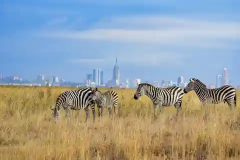 Nairobi: National Park Layover Tour met luchthaventransfers.