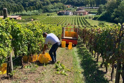 Tasting in a Vineyard with transfer from Pisa