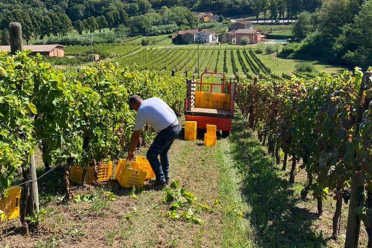 Provsmakning på en vingård med transfer från Pisa