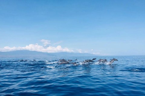 North Bali: Dolphin Swim, Snorkeling, & Waterfall Cliff Jump Small Group With Hotel Transfer Central Bali