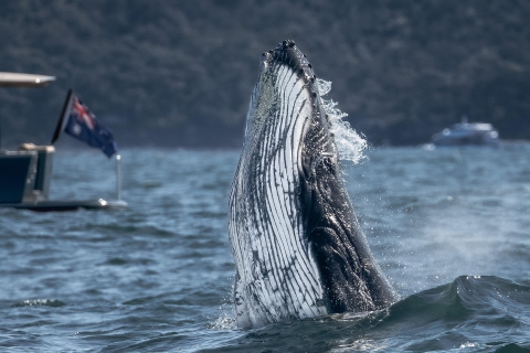 Sídney: experiencia de avistamiento de ballenas temática familiar