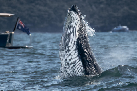 Sídney: experiencia de avistamiento de ballenas temática familiar