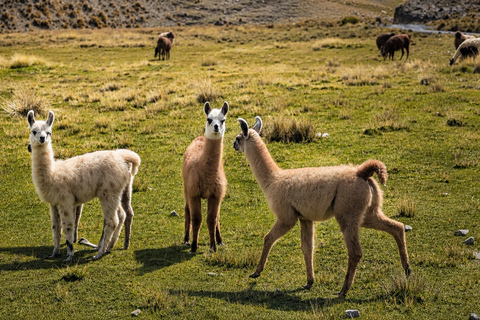 Private 4x4 & Trek: Touch Ventanani Glacier (5,010m) La Paz Private 4x4 & Trek: Ventanani Glacier 5010 m+ Andean snack
