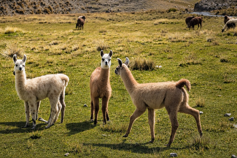 Private 4x4 & Trek: Touch Ventanani Glacier (5,010m) La Paz Private 4x4 & Trek: Ventanani Glacier 5010 m+ Andean snack