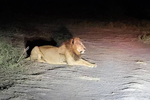 Nairobi National Park Night Safari with Armed Rangers