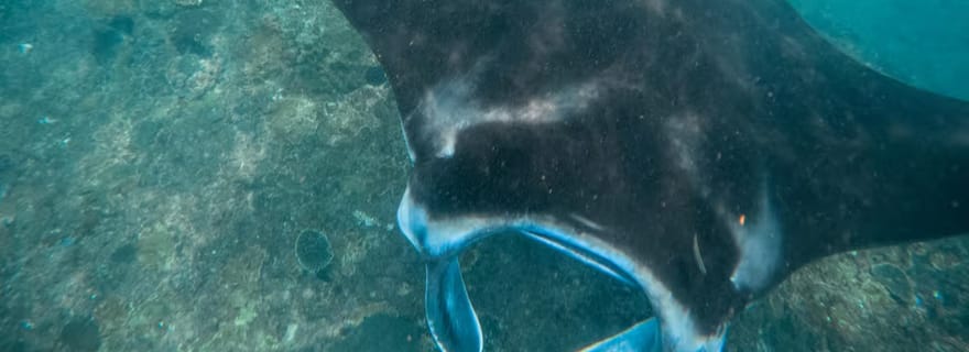 Nusa Penida : Plongée avec tuba à 3 sites avec GoPro et excursion à l'ouest