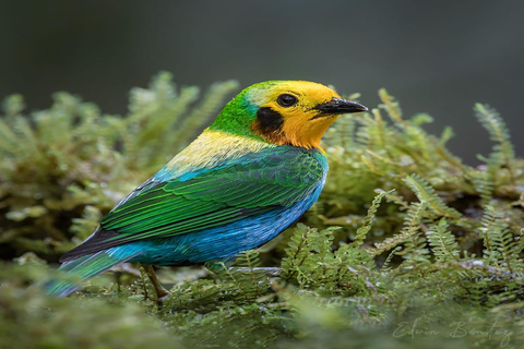 Excursão a pé pela natureza e observação de aves no KM18