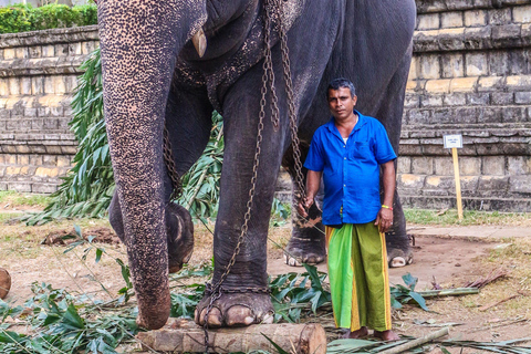 From Sigiriya: Kandy Private Tour with Dambulla Temple