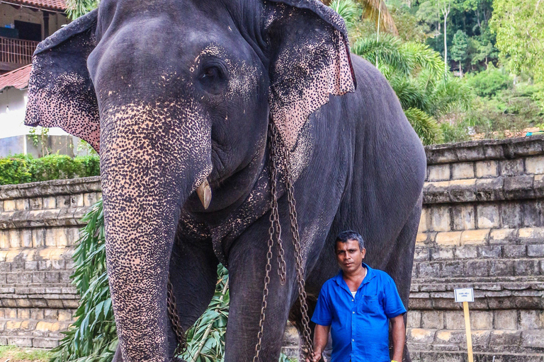 From Sigiriya: Kandy Private Tour with Dambulla Temple
