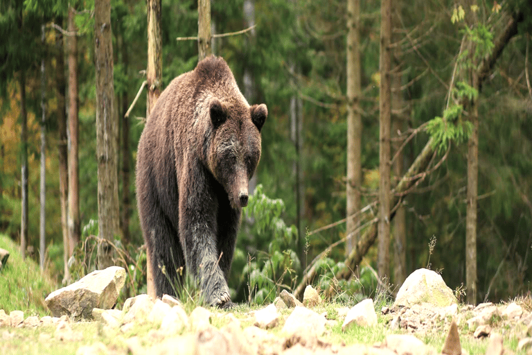 From Bucharest: Hunting Museum Posada with Tickets Included