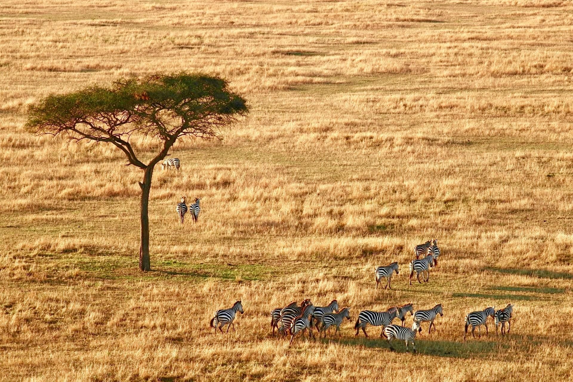 Von der Serengeti nach Ngorongoro: Intime 3-Tages-Safari