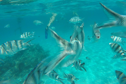 De Zanzibar: Passeio de mergulho com snorkel na Ilha Mnemba com almoçoExcursão compartilhada para mergulho com snorkel na Ilha Mnemba com almoço