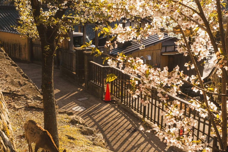 Osaka/Kyoto; Kyoto and Nara customizable Day Tour with Guide