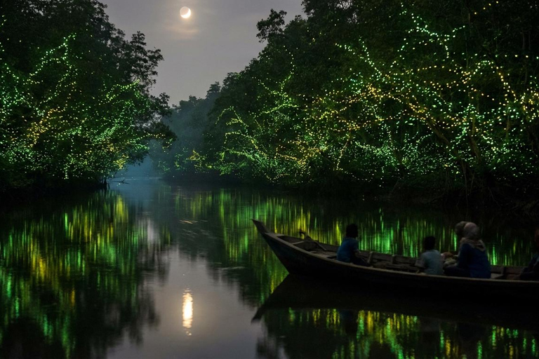 Kuala Selangor Eagle , Fireflies & Blue Tears Boat Tour
