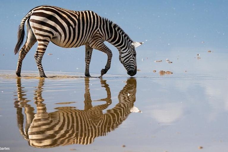 Nairobi National Park: Small-Group Sunrise Game Drive Safari