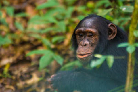 Uganda: 6-tägige Big Five Tour Abenteuer &amp; Schimpansen Tracking