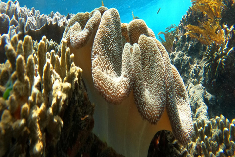 Nusa Penida: Ganztägiges Schnorcheln mit Manta-Rochen am Manta PointSchnorcheln und Westland Tour (Treffpunkt - Penida Port)