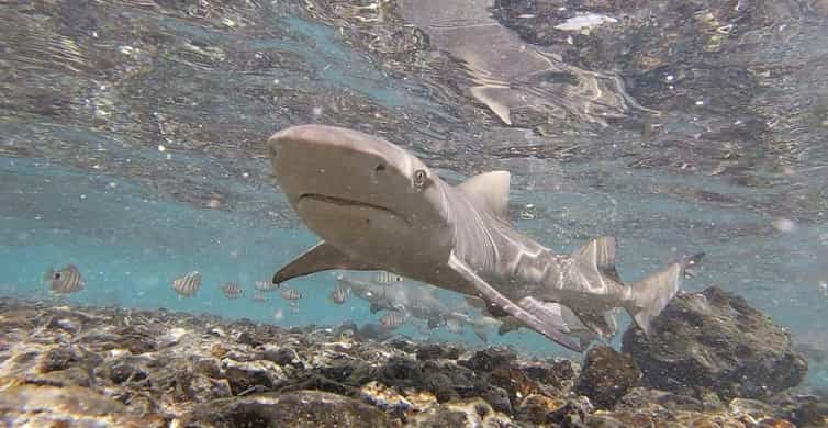 Isola di Sal: I segreti di una guida indigena Escursione di un giorno con pranzo