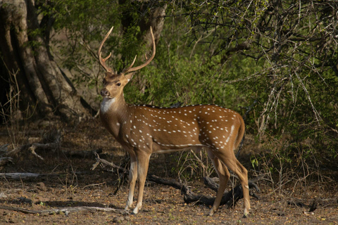 Ella: Private Yala Safari & South Coast Hotel Transfer Ella: Private Yala Safari & South Coast Hotel Transfer