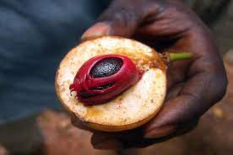 Zanzibar: Wycieczka piesza po Kamiennym Mieście + Wyspa Więzienna i przyprawy