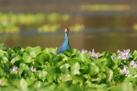 From Galle/Mirissa: Kalametiya Bird Sanctuary Boat Safari Hambantota: Kalametiya Bird Sanctuary Boat Safari-Private