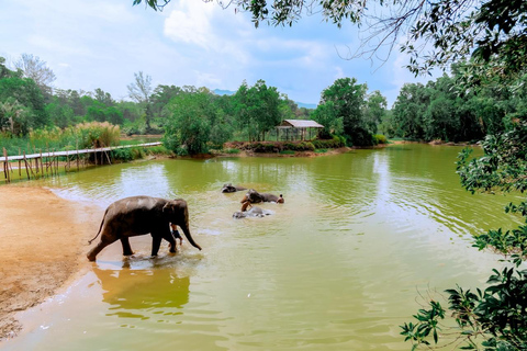 Phuket: Olifantenopvang Gentle Giants Voeders Avontuur