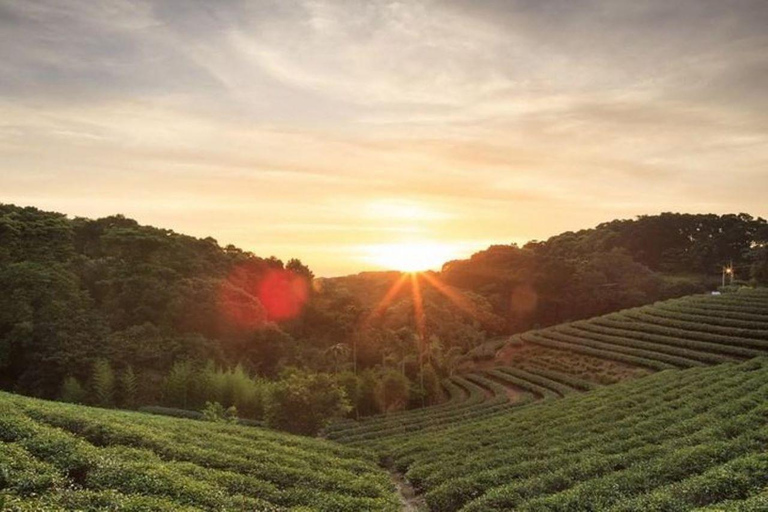 Nairobi: Tour di un giorno della fattoria del tè Kiambethu con pranzoNairobi: Tour di un giorno della fattoria del tè di Kiambethu con pranzo