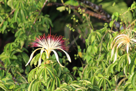 From SanJosé: 3-Day Tortuguero National Park Tour with Meals